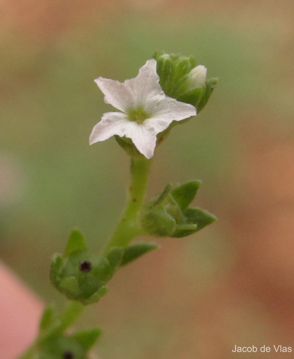 Heliotropium zeylanicum (Burm.f.) Lam.